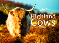 "Villager Jim Highland Cows" (Vacas Montañesas de Villager Jim)