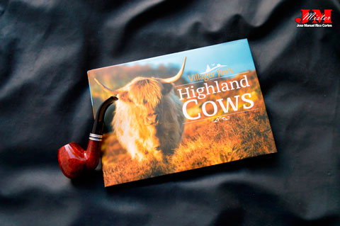 "Villager Jim Highland Cows" (Vacas Montañesas de Villager Jim)