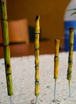 Tutorial para la Fabricacion de Cañas de Bambu. 